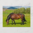 Zoek naar ijslandse paarden briefkaarten Ijslands paard