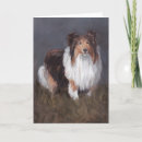 Zoek naar puppy sheltie kaarten Shetland