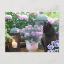 Zoek naar grijze kat briefkaarten Bloemen