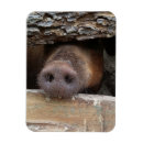 Zoek naar varkensvlees magneten Boerderij