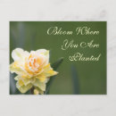 Zoek naar narcissus briefkaarten Floral