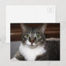 Zoek naar katten gezicht briefkaarten Dieren
