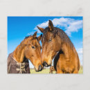 Zoek naar liefde paarden briefkaarten Koppel
