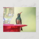Zoek naar hummingbird briefkaarten Wilde dieren
