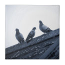 Zoek naar dak tegels Vogels