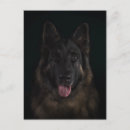 Zoek naar duitse herder briefkaarten Dieren