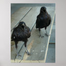 Zoek naar zwarte kraai posters Kraaien
