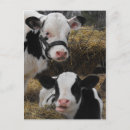 Zoek naar holstein briefkaarten Dieren