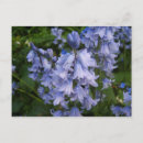 Zoek naar bluebell briefkaarten Planten