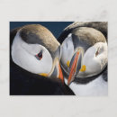 Zoek naar papegaaiduiker posters Latrabjerg