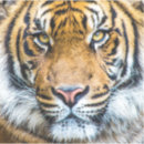 Zoek naar tijger laptop sleeves Safari