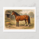 Zoek naar paard tekening briefkaarten Boerderij