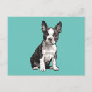 Zoek naar boston terriër briefkaarten Schattig