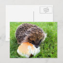 Zoek naar hedgehog briefkaarten Wild