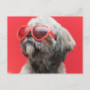 Zoek naar shihtzu posters Schattig
