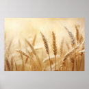 Zoek naar tarwe posters Zonsondergang