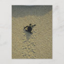 Zoek naar groene zeeschildpad posters Tropisch