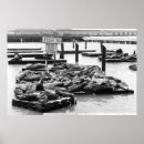 Zoek naar zwarte witte leeuw posters Foto