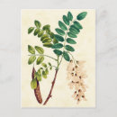 Zoek naar vintage botanisch briefkaarten Antiek