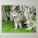Zoek naar alaskan malamute kunst Schattig