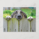 Zoek naar duitse herder briefkaarten Puppy