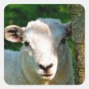 Zoek naar lammeren stickers Elk persoon