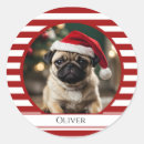 Zoek naar huisdier stickers Rood