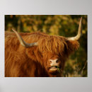 Zoek naar highland cow kunst Boerderij