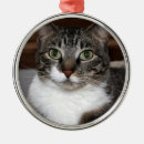 Zoek naar tabby cat ornamenten Dieren