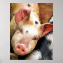 Zoek naar varkens posters Schattig