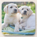 Zoek naar labrador retriever onderzetters Schattig