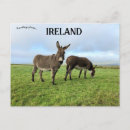 Zoek naar ezel briefkaarten Ierland