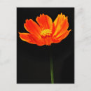 Zoek naar cosmos flowers briefkaarten Natuur