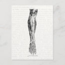 Zoek naar anatomische anatomie briefkaarten Spieren