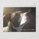 Zoek naar pit briefkaarten Dieren