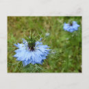 Zoek naar cornflower briefkaarten Bloesem