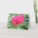 Zoek naar rosa kaarten Dag