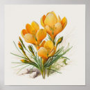 Zoek naar krokus bloemen posters Voor iedereen