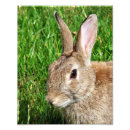 Zoek naar schattig konijntje posters Elk persoon