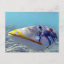 Zoek naar hanauma briefkaarten Hawaii