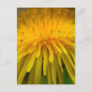 Zoek naar macro fotografie Bloem