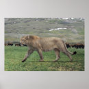 Zoek naar uitgestorven dieren posters Elk persoon
