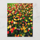 Zoek naar tulp briefkaarten Bloemen