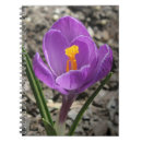 Zoek naar krokus Bloem