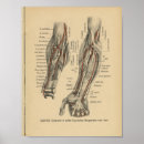 Zoek naar elleboog posters Medisch