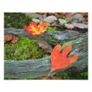 Zoek naar herfst bos posters Oranje