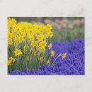 Zoek naar keukenhof briefkaarten Europa