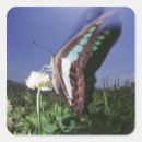 Zoek naar vleugel stickers Buiten