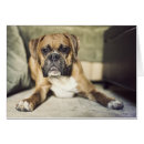 Zoek naar boxer puppy briefkaarten Fotografie