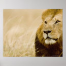 Zoek naar mannelijke leeuw posters Natuur